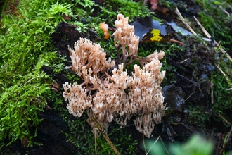 Crown-tipped coral fungus mushroom on tree branch