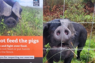 Pig behind a fence looking up at the camera next to a sign which say 'Do not feed the pigs' at Hothfield Heathland Nature Reserve