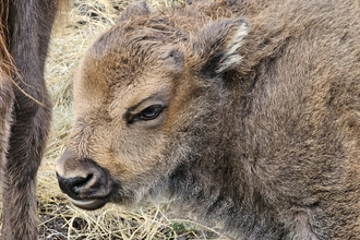 calf by Hannah Mackins Kent Wildlife Trust