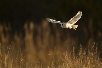 Barn owl hovers over a field as the sun begins to set