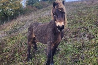 Tawny the exmoor pony