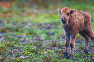 bison calf