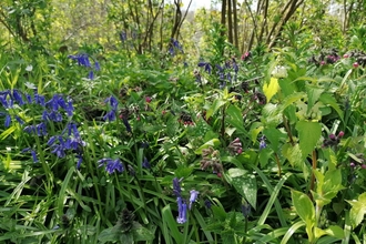 A closeup of bluebells and spring growth 