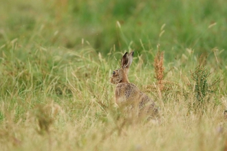 A brown hare sat in tall grass.