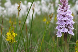 A purple and white heath spotted orchid at Hothfield.
