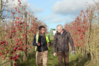 James Smith and Rob Smith walking up an aisle in an apple orchard at Loddington Farms