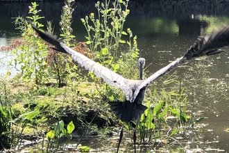 Bird sculpture on pond