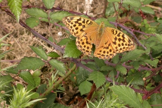 A silver washed fritillary butterfly