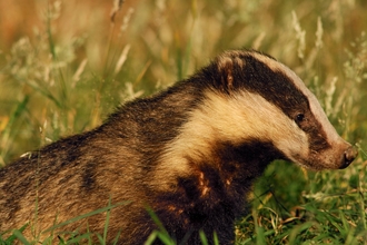 Badger Meles meles Profile of an adult badger in evening light Derbyshire, UK