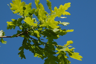 Oak leaves against a blue sky