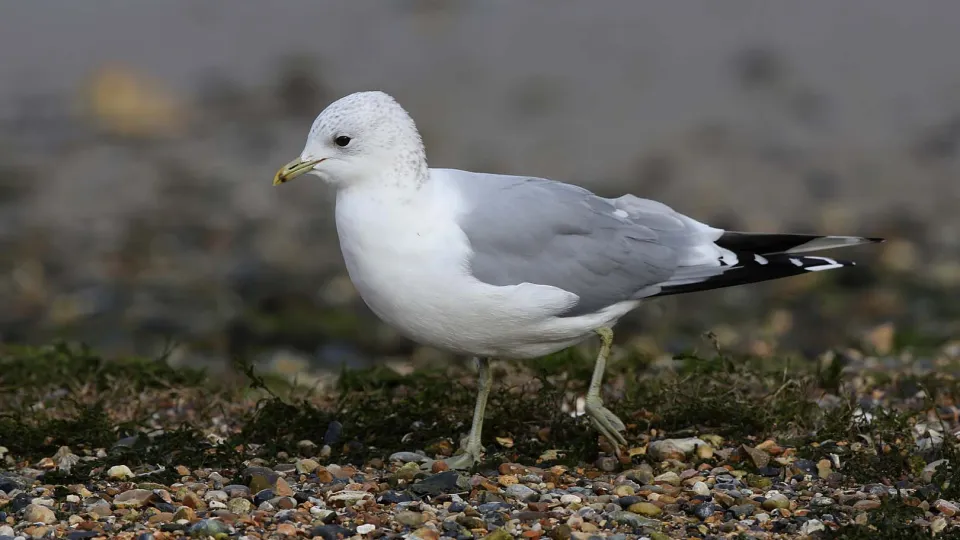 Gulls, Terns and Skimmers | Kent Wildlife Trust