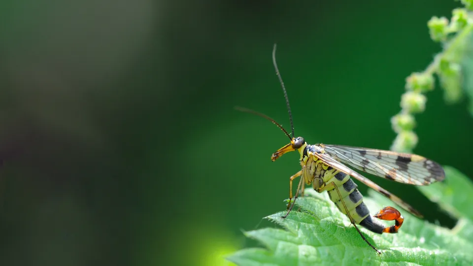 Insect | Kent Wildlife Trust