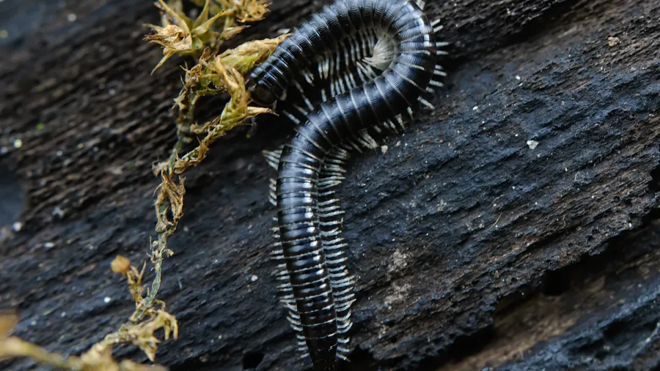 Insect | Kent Wildlife Trust
