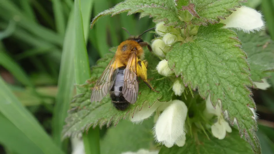 Bees | Kent Wildlife Trust