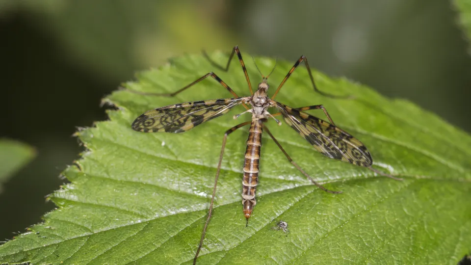 Insects | Kent Wildlife Trust