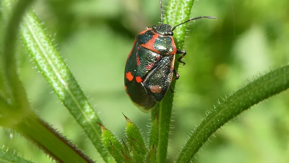 Insect | Kent Wildlife Trust