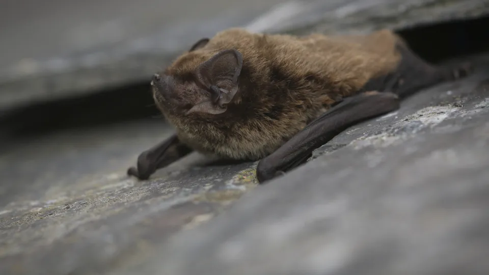 Bats | Kent Wildlife Trust