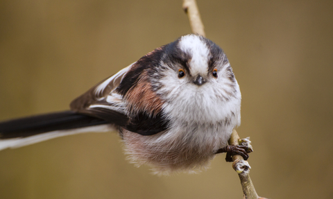 Long tailed tit, photo by Josh Miller