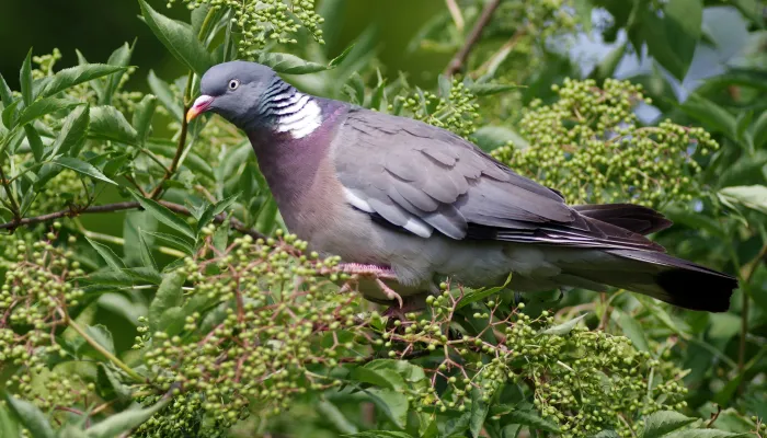 Woodpigeon