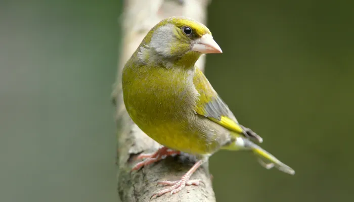 Greenfinch
