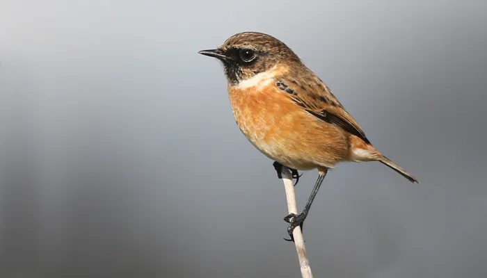 Stonechat | Kent Wildlife Trust