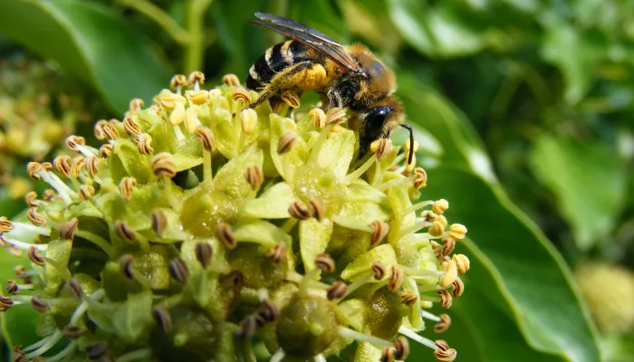Ivy bee