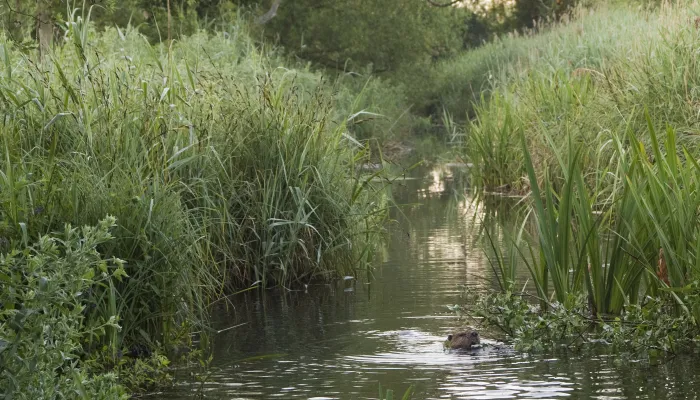 beaver, ham fen