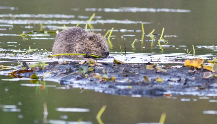 Scottish Wildlife Trust beaver ©Steve Gardner