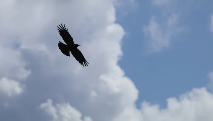 Cornwall_wild_chough_credit_Paradise_Park