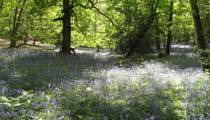 Ashford Warren & Hoads Wood | Kent Wildlife Trust