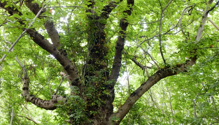 Brewers Wood veteran tree by Greg Hitchcock