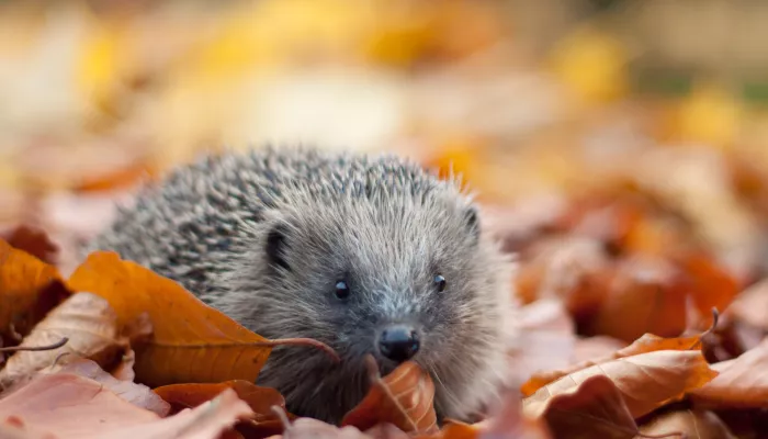Hedgehog in the autumn leaves