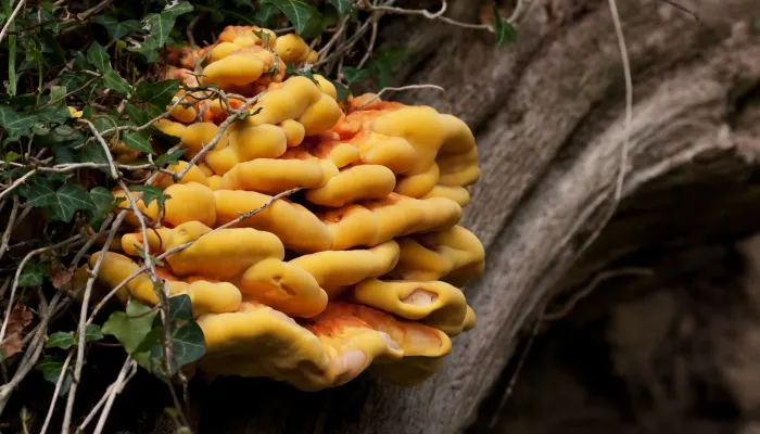 Yellow and orange chicken of the woods fungus on a tree with ivy.