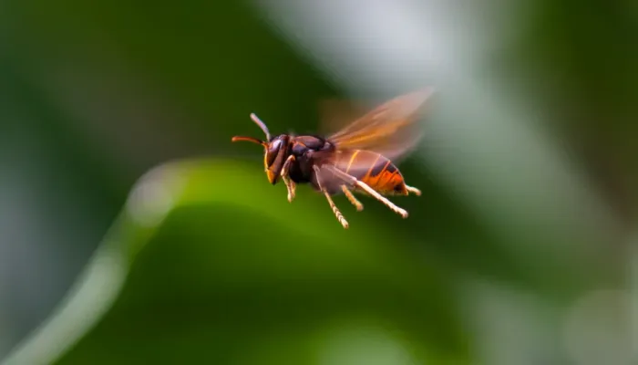 asian hornet in flight
