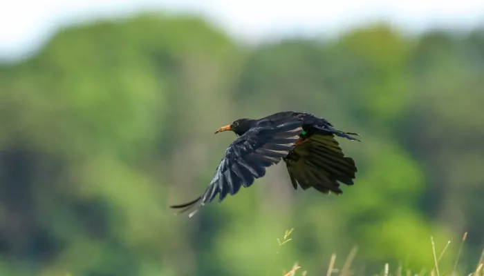 The sky's the limit for Kent conservationists at nineteen red-billed ...