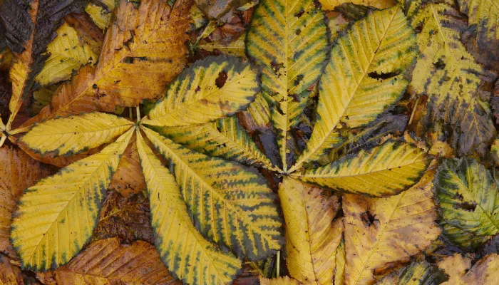 Horse Chestnut leaves in autumn, Aesculus hippocastanum