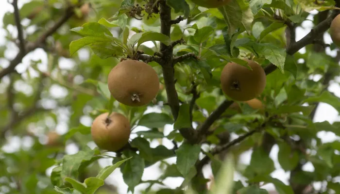 Three apples in a tree from below.