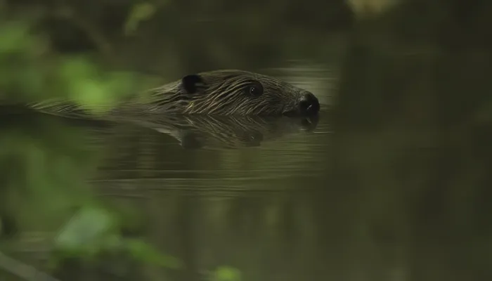 A beaver swimming in freshwater.