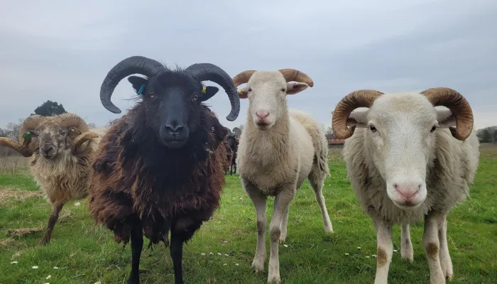 Sheep at Leybourne Chase