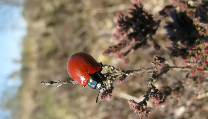 red poplar bettle 