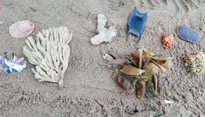 Strandline