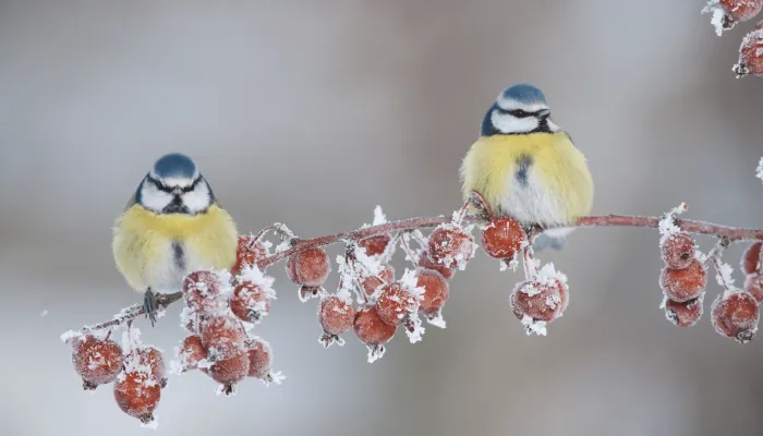 Two blue tits sitting on a branch of red berries covered in frost.
