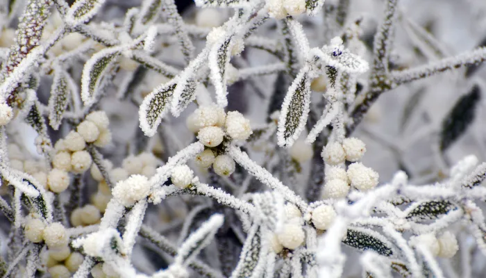 Frosty Mistletoe