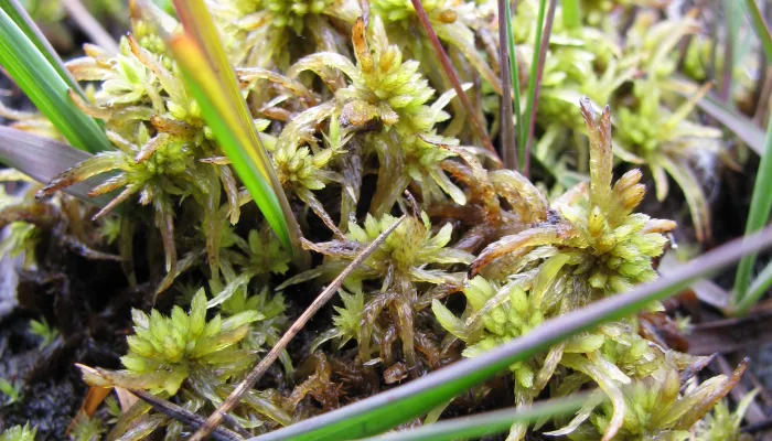 Sphagnum Moss