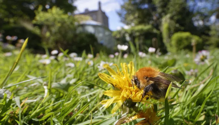 A carder bee on a dandelion, with trees and a house in the background.