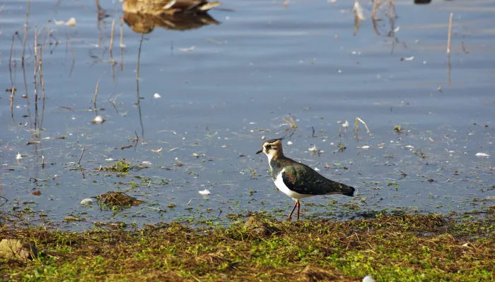A lapwing at the edge of a lake