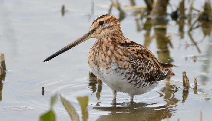 A snipe wading in shallow water