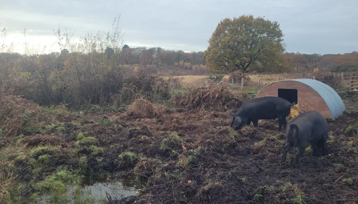 Two large black pigs rootling in the dirt in a boggy area