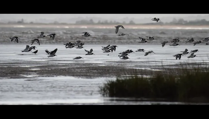 Birds at Pegwell Bay 