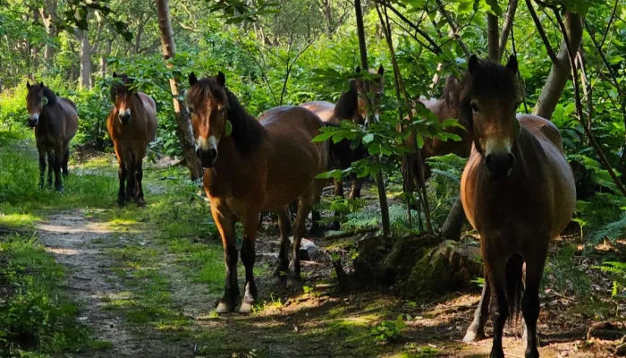 Five Exmoor ponies look at the camera whilst standing in the woods on a summers day.